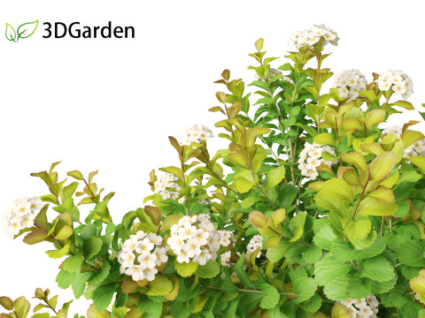 Spiraea betulifolia Tor Gold - Birchleaf spirea 3D Модель