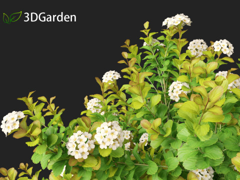 Spiraea betulifolia Tor Gold - Birchleaf spirea 3D Модель