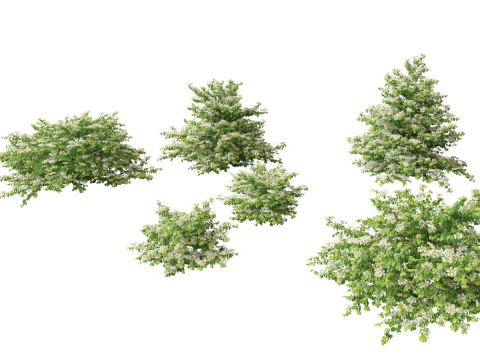 Viburnum plicatum - Doublefile Viburnum 3D Model
