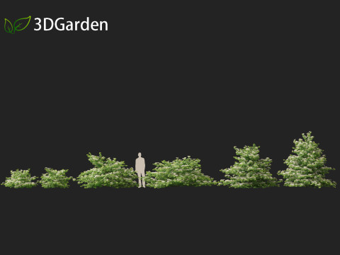 Viburnum plicatum - Doublefile Viburnum Modèle 3D