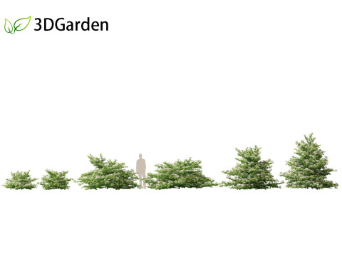 Viburnum plicatum - Doublefile Viburnum Modèle 3D