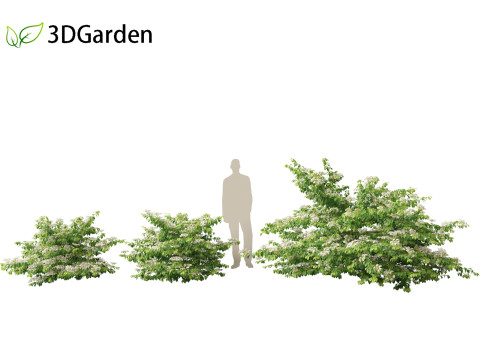 Viburnum plicatum - Doublefile Viburnum Modèle 3D