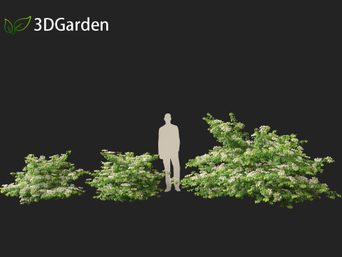 Viburnum plicatum - Doublefile Viburnum Modèle 3D