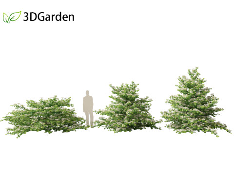 Viburnum plicatum - Doublefile Viburnum Modèle 3D