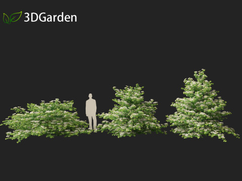 Viburnum plicatum - Doublefile Viburnum Modèle 3D
