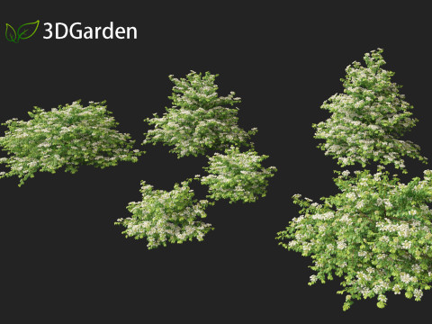 Viburnum plicatum - Doublefile Viburnum Modèle 3D