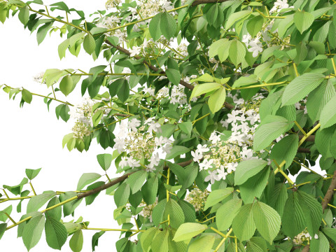 Viburnum plicatum - Doublefile Viburnum Modèle 3D