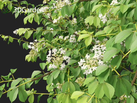 Viburnum plicatum - Doublefile Viburnum Modèle 3D