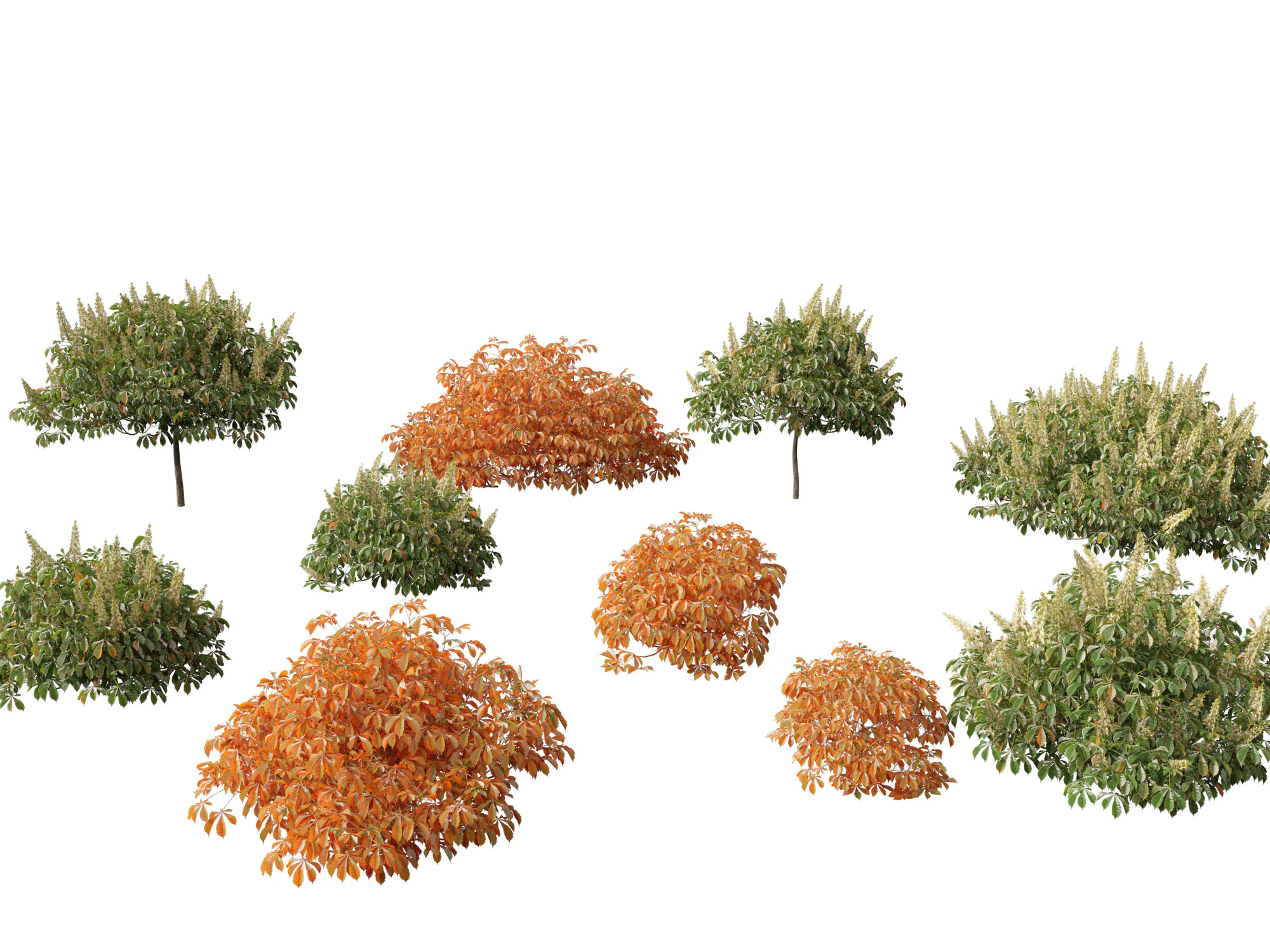 Aesculus parviflora - bottlebrush buckeye 3D Model .c4d .max .obj .3ds .fbx .stl .blend