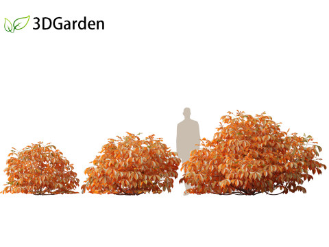 Aesculus parviflora - bottlebrush buckeye 3D Модель