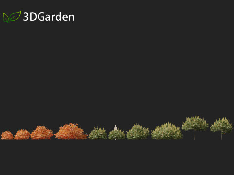 Aesculus parviflora - bottlebrush buckeye 3D Модель