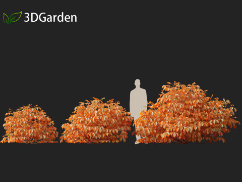 Aesculus parviflora - bottlebrush buckeye 3D Модель