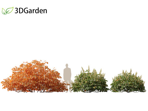 Aesculus parviflora - bottlebrush buckeye 3D Модель