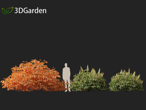 Aesculus parviflora - bottlebrush buckeye 3D Модель