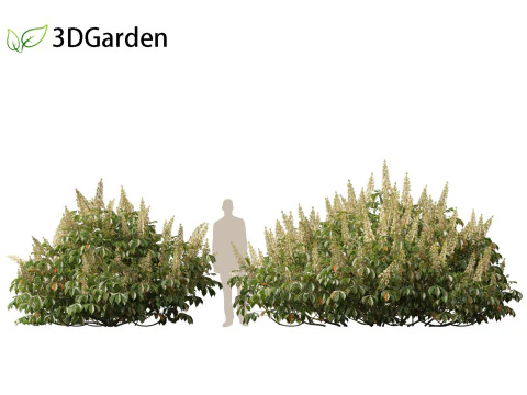 Aesculus parviflora - bottlebrush buckeye 3D Model