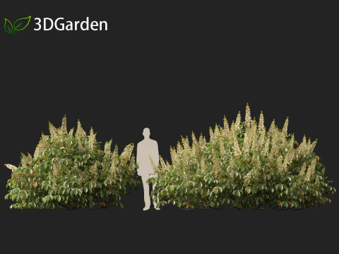 Aesculus parviflora - bottlebrush buckeye 3D Model