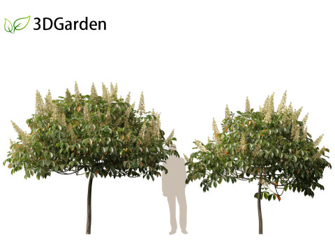 Aesculus parviflora - bottlebrush buckeye 3D Модель