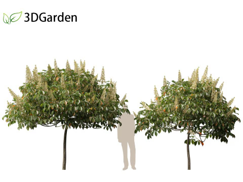 Aesculus parviflora - bottlebrush buckeye 3D Model
