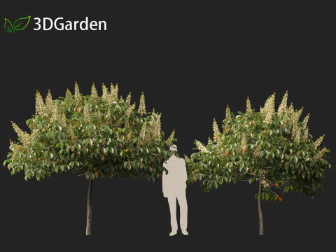 Aesculus parviflora - bottlebrush buckeye 3D Model