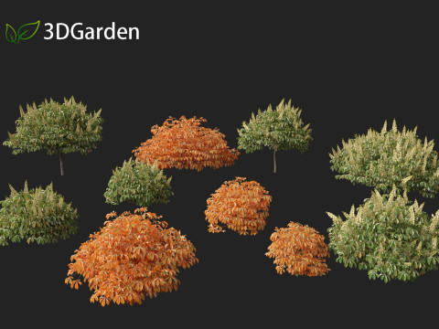 Aesculus parviflora - bottlebrush buckeye 3D Модель