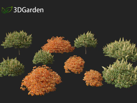 Aesculus parviflora - bottlebrush buckeye 3D Model