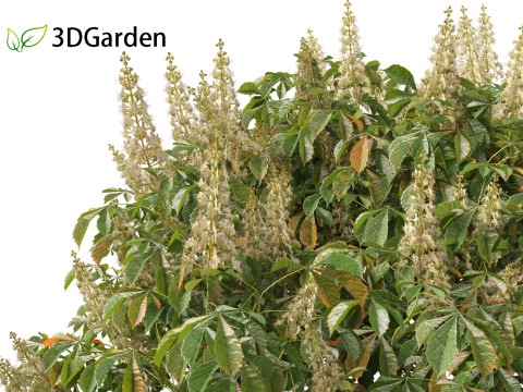 Aesculus parviflora - bottlebrush buckeye 3D Модель