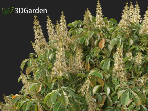 Aesculus parviflora - bottlebrush buckeye 3D Модель