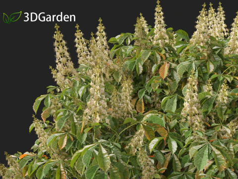 Aesculus parviflora - bottlebrush buckeye 3D Model