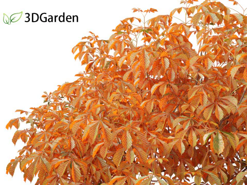 Aesculus parviflora - bottlebrush buckeye 3D Model