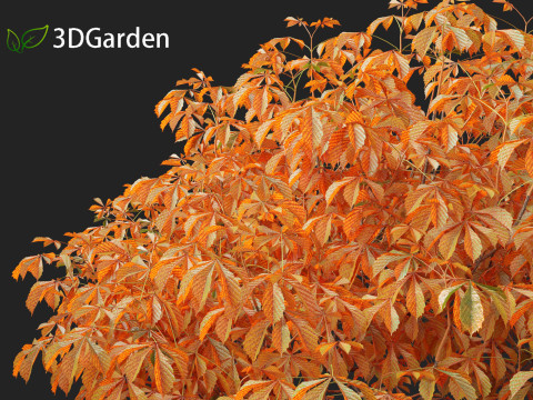 Aesculus parviflora - bottlebrush buckeye 3D Модель
