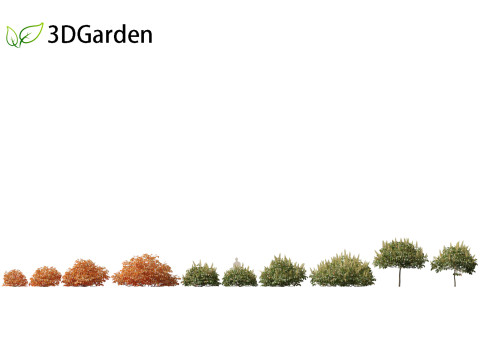 Aesculus parviflora - bottlebrush buckeye 3D Модель