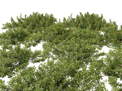 Arctostaphylos uva-ursi - common bearberry 3D Model