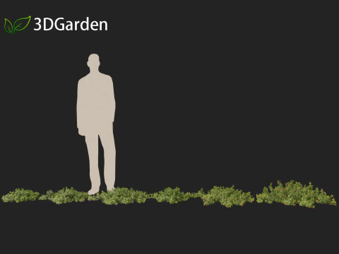 Arctostaphylos uva-ursi - uva ursina comune Modello 3D