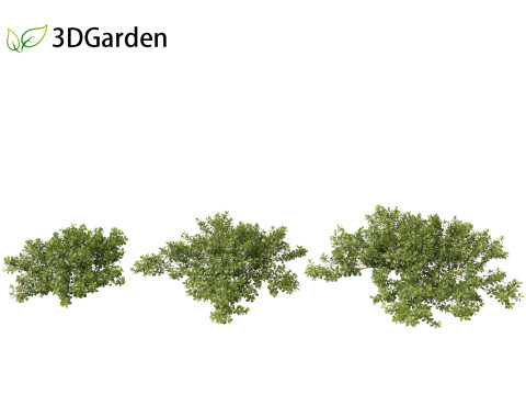 Arctostaphylos uva-ursi - common bearberry Modèle 3D