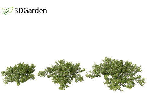 Arctostaphylos uva-ursi - uva ursina comune Modello 3D