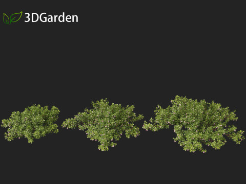 Arctostaphylos uva-ursi - common bearberry Modèle 3D