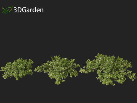 Arctostaphylos uva-ursi - uva ursina comune Modello 3D