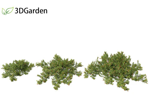 Arctostaphylos uva-ursi - uva ursina comune Modello 3D