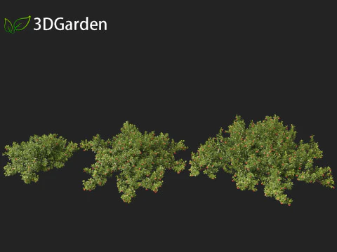 Arctostaphylos uva-ursi - uva ursina comune Modello 3D