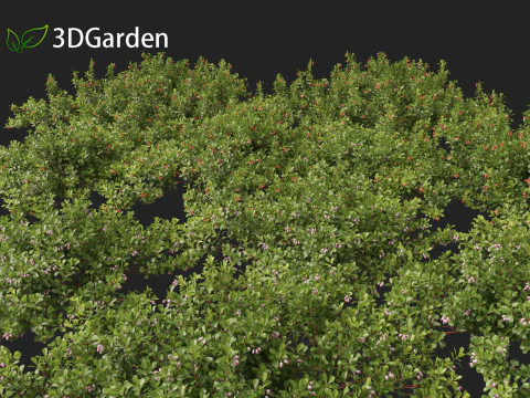 Arctostaphylos uva-ursi - uva ursina comune Modello 3D
