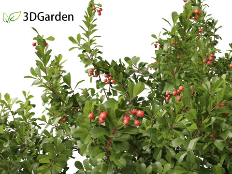 Arctostaphylos uva-ursi - common bearberry Modèle 3D