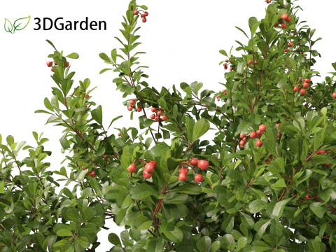 Arctostaphylos uva-ursi - uva ursina comune Modello 3D