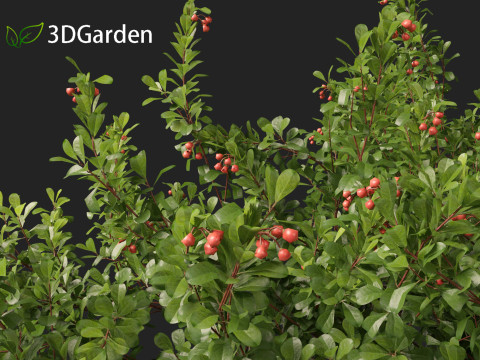 Arctostaphylos uva-ursi - common bearberry Modèle 3D