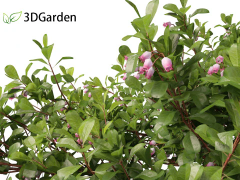 Arctostaphylos uva-ursi - uva ursina comune Modello 3D