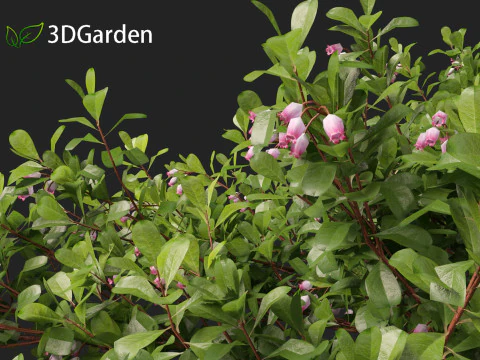 Arctostaphylos uva-ursi - uva ursina comune Modello 3D