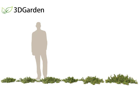 Arctostaphylos uva-ursi - uva ursina comune Modello 3D