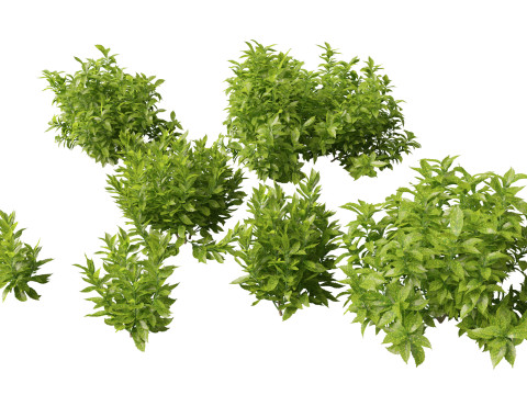 Aucuba japonica - Spotted laurel 3D Model