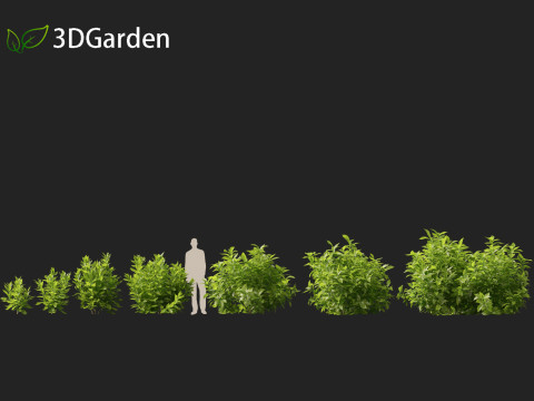 Aucuba japonica - Spotted laurel 3D Модель