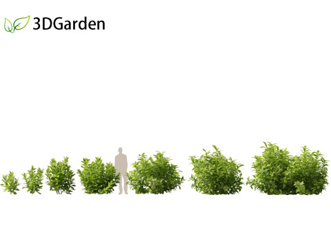 Aucuba japonica - Spotted laurel 3D Модель