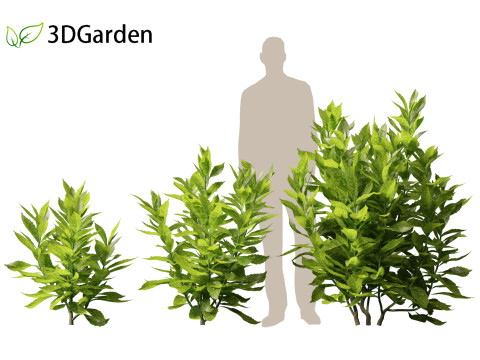 Aucuba japonica - Spotted laurel 3D Модель